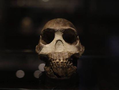 Cráneo de un ejemplar de 'Homo Naledi', homínido descubierto en 2015, expuesto en el Museo Nacional de Ciencias.