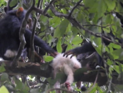 El cadáver del pequeño chimpancé albino yace en una rama mientras otras crías lo inspeccionan.