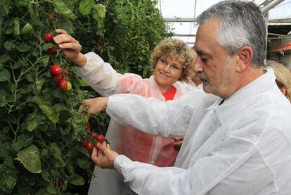 El presidente andaluz recoge tomates de la mata de una explotación ejidense.
