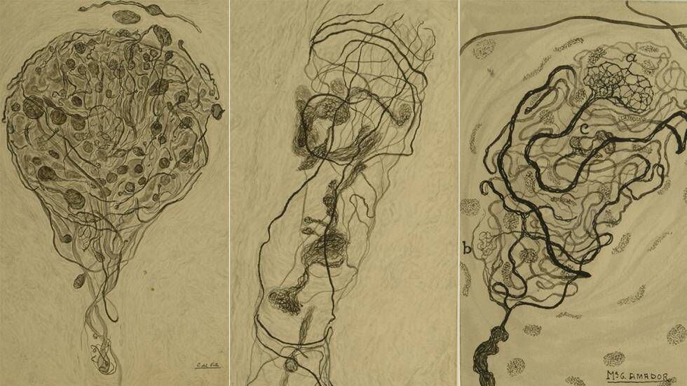 Dibujos de la inervación del clítoris elaborados por Conchita del Valle y María García Amador.