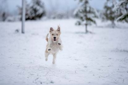 Un perro juega en un parque de Vitoria, ciudad en la que la nieve cae desde primeras horas de esta madrugada. 
