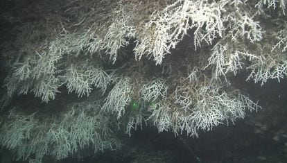 Coralls blancs de l'espècie ‘Madrepora’, al canyó de Blanes.