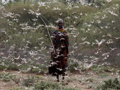 Una mujer de la tribu turkana camina a través de un enjambre de langostas en Kenia, a principios de julio.