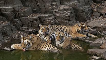 Un grupo de tigres de Bengala, en una imagen de 'Panteras, la serie' cedida por la productora Wanda Vision.