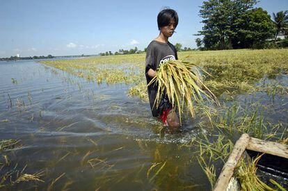 Un hombre camina por una plantación de arroz inundada.