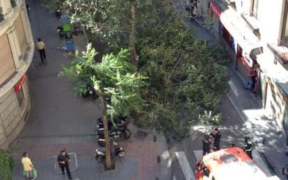 Vista de una rama ca&iacute;da sobre la calle San Mill&aacute;n de Madrid.