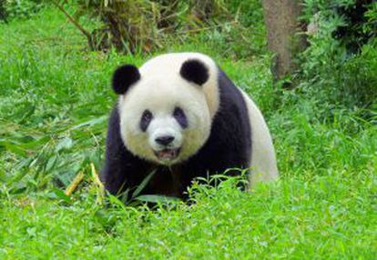 Un panda gigante en Chengdú (China).