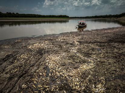 En 2010, una sequía llevó al Amazonas a su nivel más bajo registrado, con consecuencias desastrosas. De acuerdo a  Ane Alencar, directora de ciencia del Instituto de Investigación Ambiental de la Amazonía (IPAM), aún no se llega a esos niveles, pero existe el potencial de llegar a eso y es un reflejo de lo que podría ser la nueva normalidad en un futuro. En la imagen, miles de peces muertos por el calor y la acidez del agua en el lago Piranha, el 27 de septiembre.