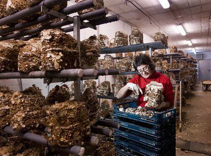 Cristina corta setas en el centro de Sant Antoni de Vilamajor.