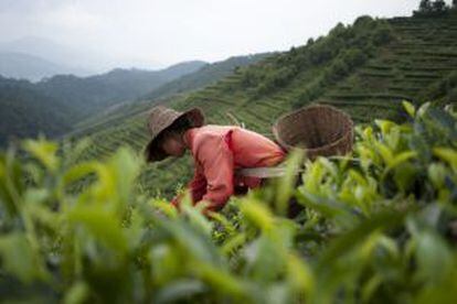 Plantaciones de té en la provincia china de Yunnan, donde las hojas más buscadas son las de Pu'er.