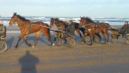 Entrenamiento de caballos, el pasado sábado en la playa de Wijk aan Zee.
