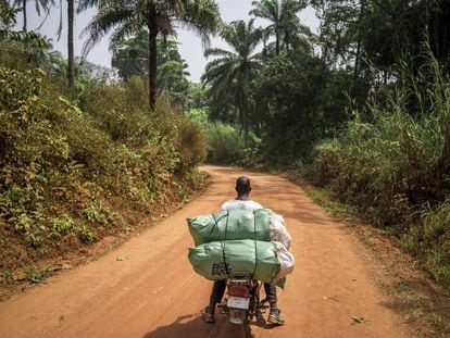 Un motorista se dirige a Kabala, una pequeña ciudad del norte de Sierra Leona, para vender los repollos cosechados en una aldea cercana.