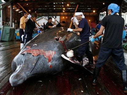 Varios trabajadores japoneses, en torno al cuerpo sin vida de una ballena.
