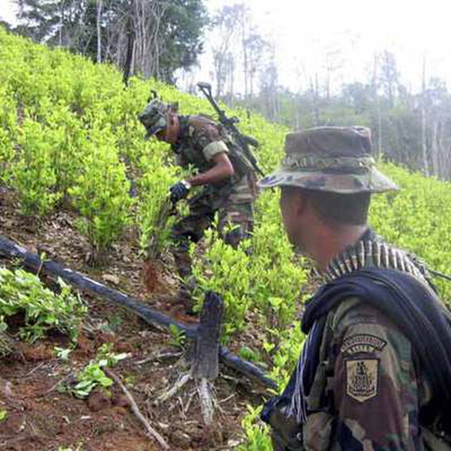 La erradicación de cultivos de coca en Colombia.