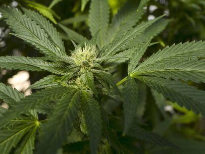 Un planta de marihuana en San Luis Obispo, California