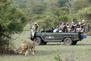 Varios visitantes observan dos leones en el parque Kruger.