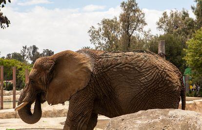 El elefante del zoológico de San Juan de Aragón tiene en el lomo unos zurcos de color verdoso en la piel. La autoridad local no estuvo disponible para explicar esta situación.