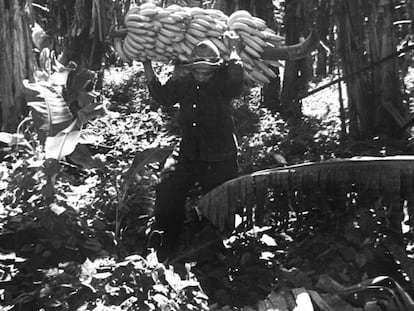 Un bracero de la United Fruit cargando plátanos.