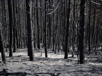 Árboles quemados, este lunes, en la región griega de Evros.