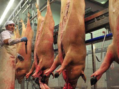 Matadero de cerdos en Pozoblanco (C&oacute;rdoba)