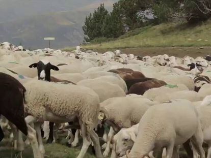 Escuela de pastores