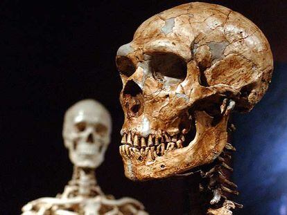 Reconstrucción de un esqueleto de neandertal (derecha) y otro de un hombre moderno, de una exhibición sobre Atapuerca en el Museo de Historia Natural de Nueva York.