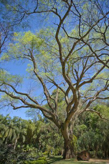 Un árbol de 90 años, situado en la entrada de Inhotim.