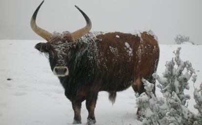 En 1961 solo hab&iacute;a nueve ejemplares de vaca cachena en Espa&ntilde;a; ahora hay 2.500.