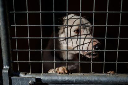 Un perro en una jaula en la protectora animal de Madrid (España).