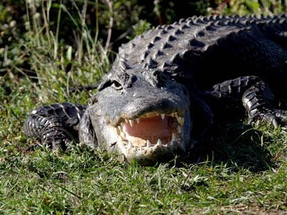 Foto de archivo de un caimán en el Parque Nacional de Everglades de Florida, EE UU.