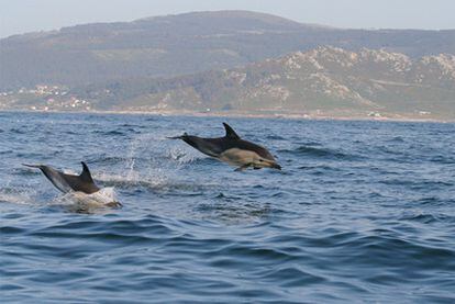 Delfines avistados en las inmediaciones de cabo Silleiro, en el municipio pontevedrés de Baiona.
