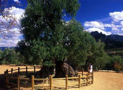 Uno de los árboles más longevos de Cataluña, el Parot, en el pueblo tarraconense de Horta de Sant Joan.