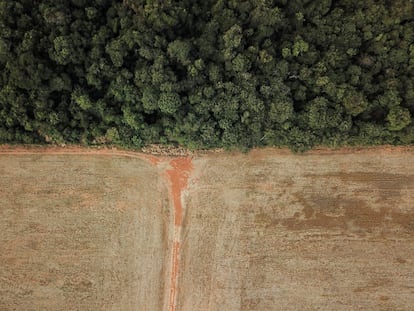 Deforestación en la frontera entre Amazonía y Cerrado, en Nova Xavantina (Brasil), el 28 de julio de 2021.