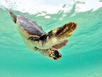 Un ejemplar de tortuga boba.