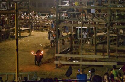'Bou embolat" en Deltebre, Tarragona, en 2012.