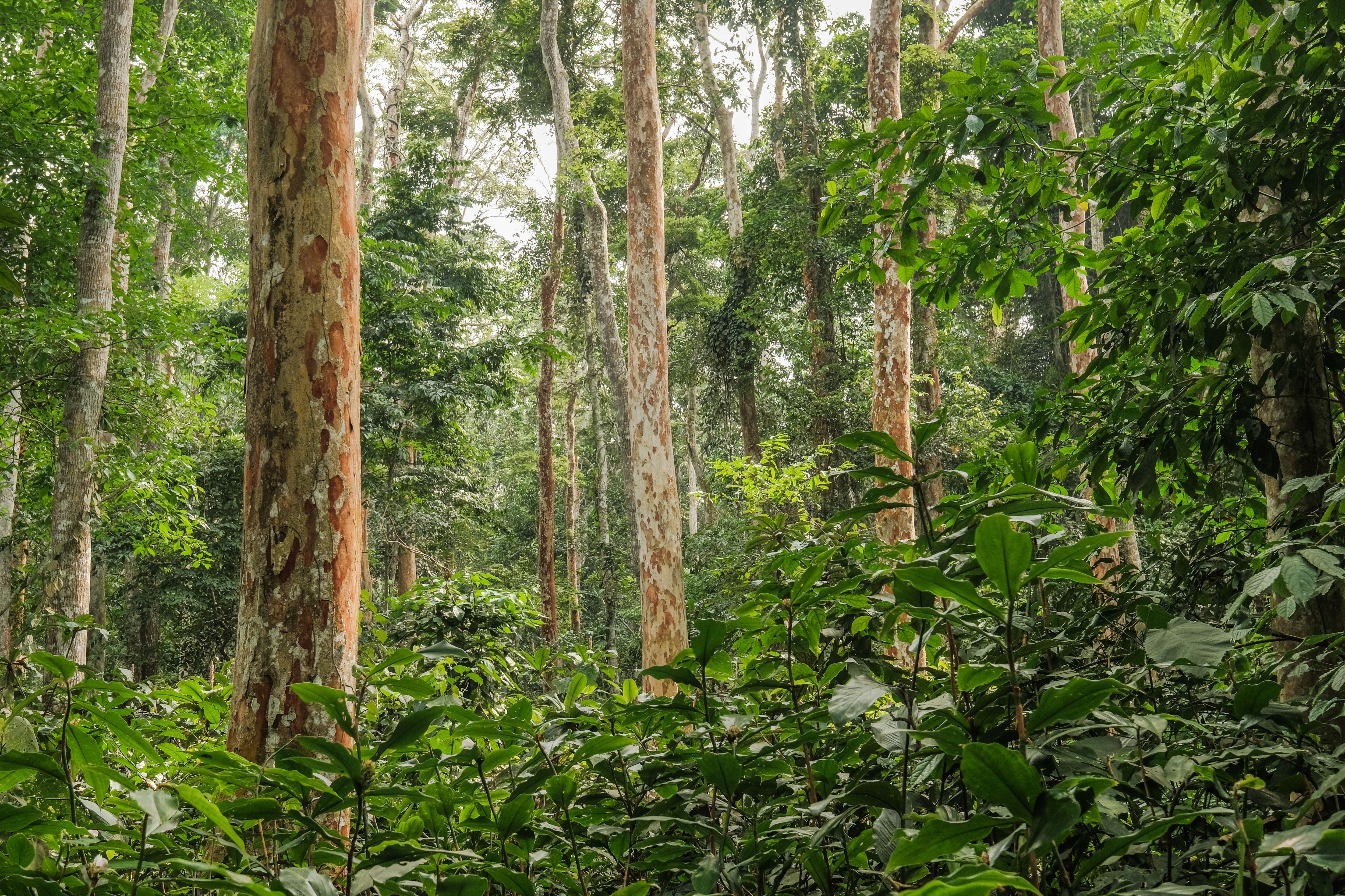 Ejemplares de afrormosia ('Pericopsis elata') en la Reserva de la Biosfera de Yangambi. Su madera es muy valorada en mercados internacionales por su belleza y enorme resistencia.