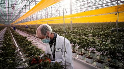 Un trabajador en una plantación de cannabis en Ontario (Canadá), en enero de 2021.