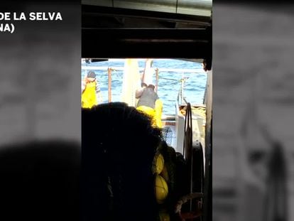 Un pesquer del Port de la Selva captura un tauró amb les xarxes i el torna viu al mar