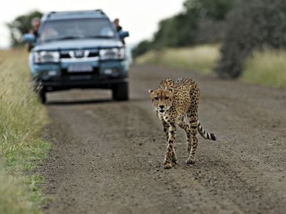 Un guepardo en el Parque Nacional Kruger de Sudáfrica.