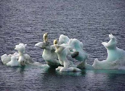 Dos osos sobre unos trozos de hielo ártico en el norte de Alaska.