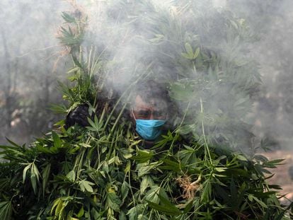 Soldados mexicanos destruyen una plantación de marihuana durante una redada contra un laboratorio de drogas clandestino, en Tecate (México).
