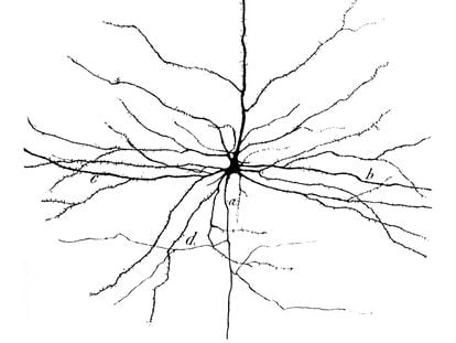 Dibujo de una neurona piramidal, de Santiago Ramón y Cajal.