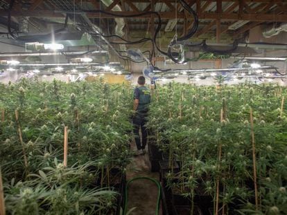La Guardia Civil desmantela, en agosto de 2019, una plantación de marihuana en una nave que se dedicaba anteriormente al cultivo de flores.