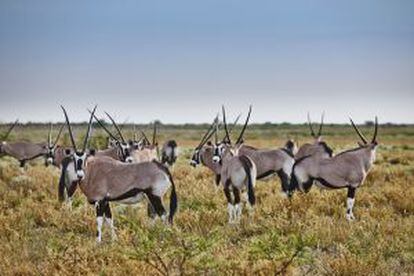 Grupo de oryx en la Reserva de caza del Kalahari Central, en Botsuana.