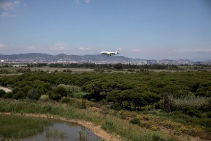 Un avión sobrevuela el espacio natural de La Ricarda antes de aterrizar en El Prat.