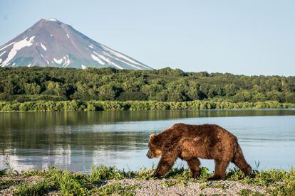 En la península de Kamchatka, Rusia, se encuentran más osos que personas.