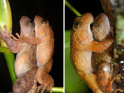 Descubierta otra forma de copular en una rana nocturna de India que se suma a las seis conocidas