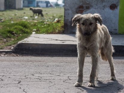 El Ministerio de Salud peruano calcula que en el país hay unos seis millones de perros callejeros, cuatro millones en Lima.