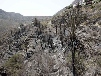 Estado en el que quedaron los alrededores de Masca (Tenerife) tras el incendio.