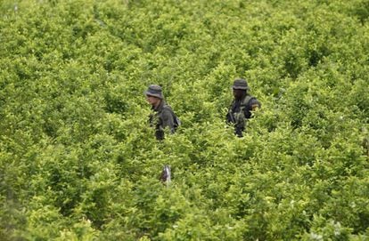Policías patrullan un cultivo de coca en el sur de Colombia.